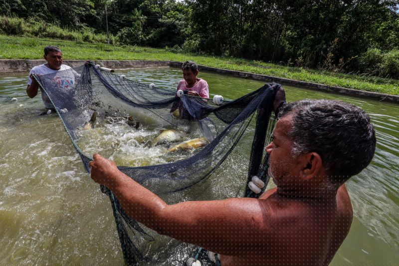 Pará entra no radar da piscicultura nacional em ano decisivo para o meio ambiente