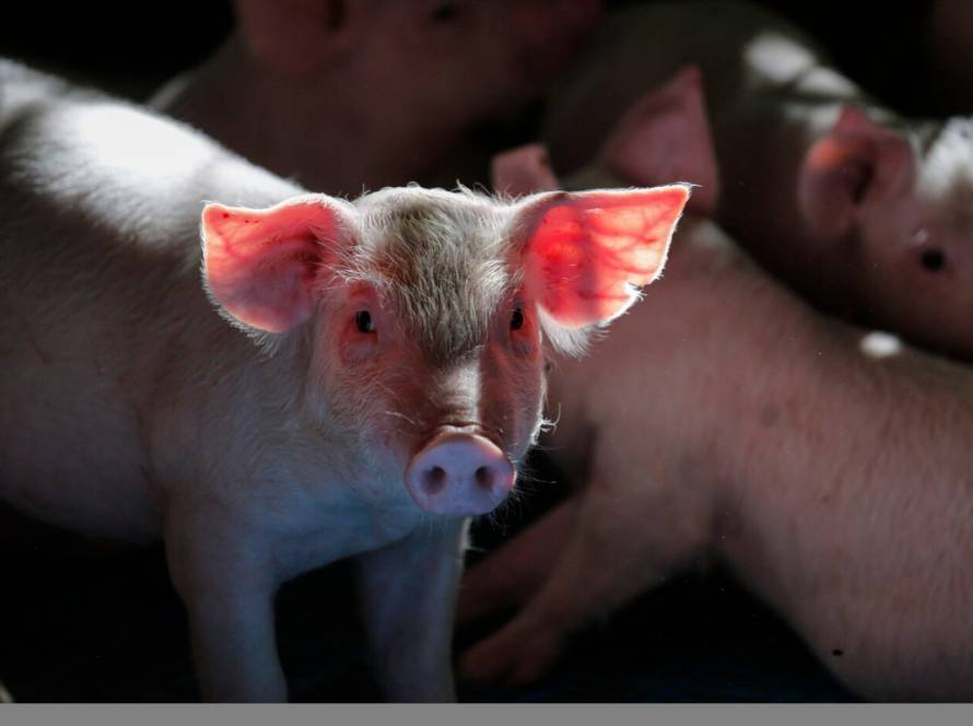 Paraná vai exportar carne suína para o Chile