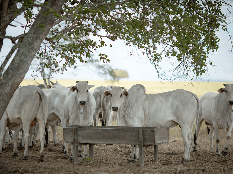 Pecuaristas devem fazer a declaração de rebanho a partir de 1º de maio em Goiás
