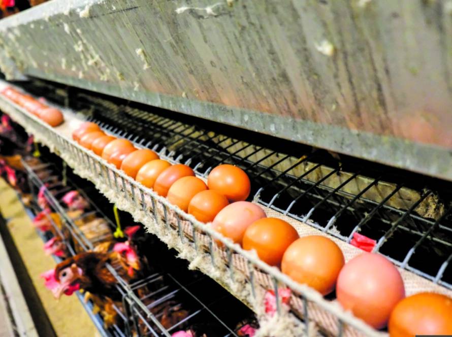 Poder de compra do avicultor de postura tem diminuído em relação ao farelo de soja nas primeiras semanas de abril