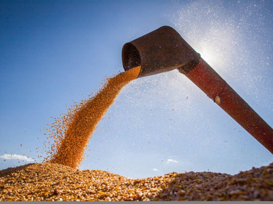 Preços do milho reagem no exterior, mas recuam no Brasil com melhora climática