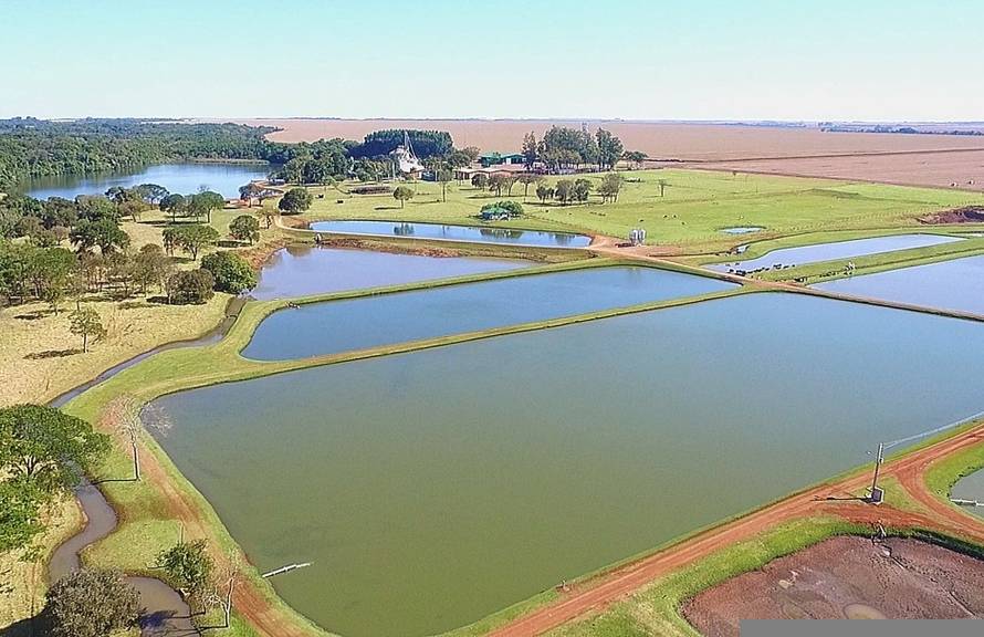 Produção aquícola cresce e Mato Grosso mira verticalização