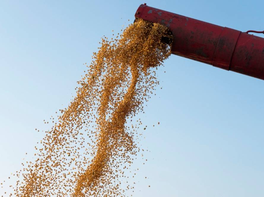 Produção recorde de milho em 2025 é confirmada e preços já reagem