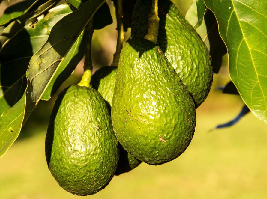 SP passa a exportar avocado para novos mercados internacionais