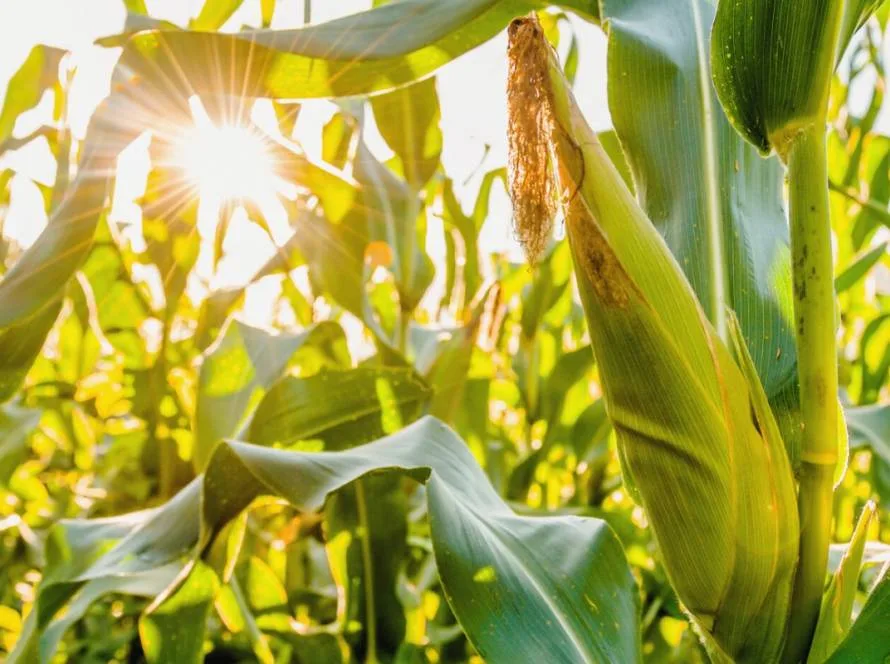 Safra do milho safrinha: desafios climáticos podem impactar produtividade no Sul e Centro-Oeste