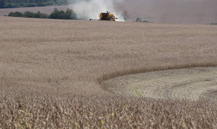 Soja tem 80% das lavouras colhidas no Rio Grande do Sul