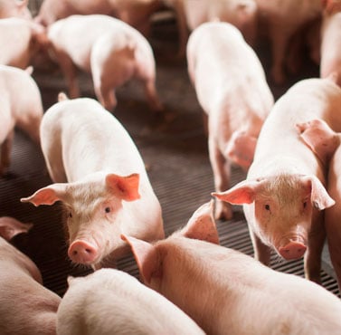 Suinocultura do MS projeta salto em competitividade e sustentabilidade no III Encontro de Lideranças da Asumas