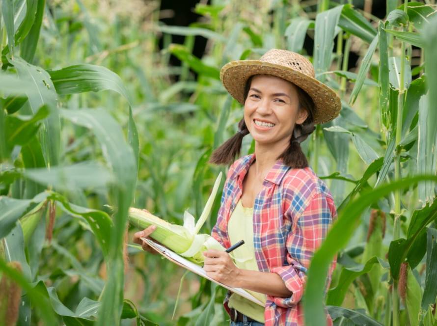 Técnicos em campo percorrem lavouras do país para atualizar números da Safra de Grãos 2024/2025