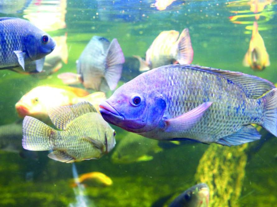 Tilápia impulsiona piscicultura em Mato Grosso do Sul e leva produção a novo patamar