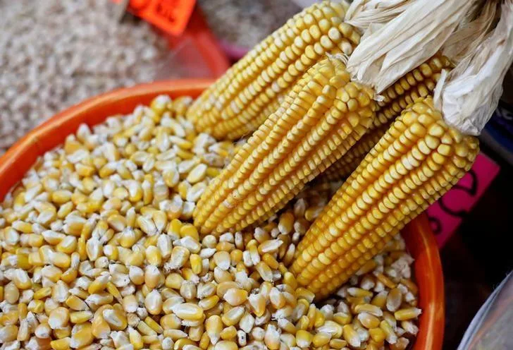 Venda do milho 24/25 no Mato Grosso está 16,7 pontos percentuais mais adiantada do que na safra passada