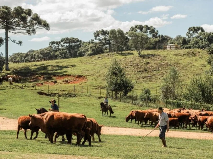 Acrimat orienta criadores sobre como se preparar para a seca em Mato Grosso