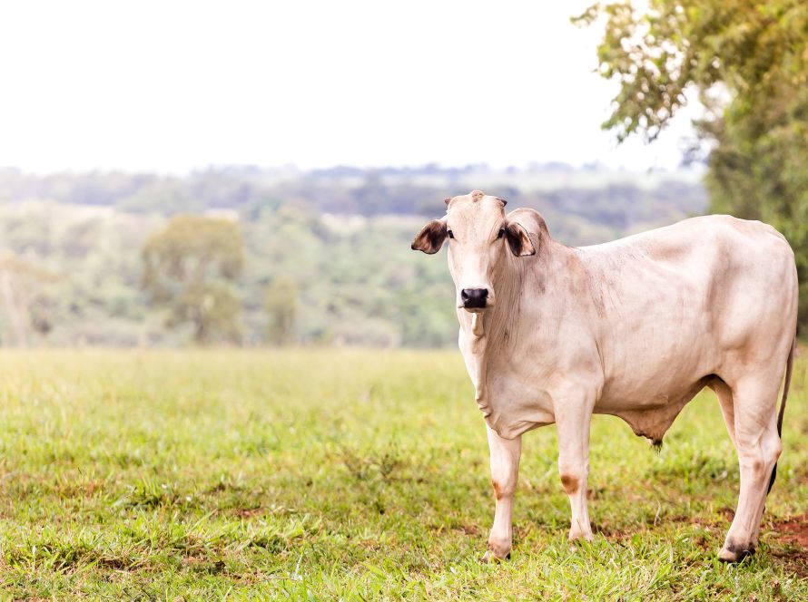 Acrimat orienta criadores sobre como se preparar para a seca em Mato Grosso