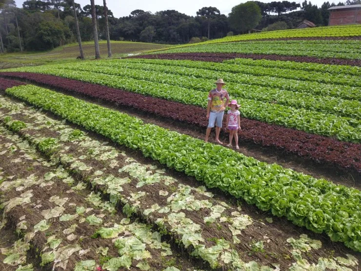 Agricultores familiares terão direito a seguro-desemprego em caso de perda de safra