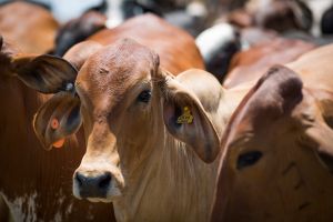 Agrodefesa publica nova normativa para reforçar o controle da brucelose e da tuberculose em bovinos e bubalinos em Goiás