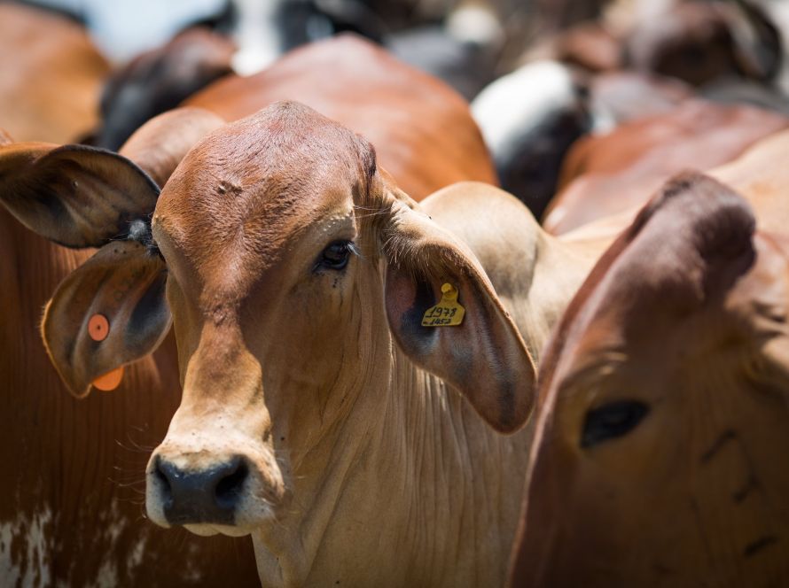 Agrodefesa publica nova normativa para reforçar o controle da brucelose e da tuberculose em bovinos e bubalinos em Goiás