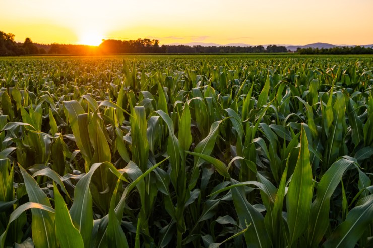 Após revolução na soja, gramíneas são novo foco estratégico para os inoculantes biológicos
