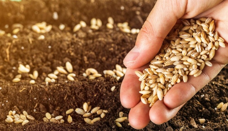 Avanço da semeadura e projeções de safra maior pressionam os preços do trigo
