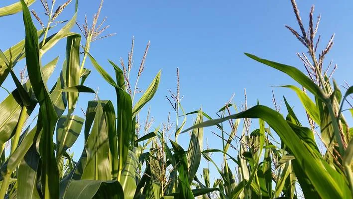 Bioativadores e nutrição foliar: as novas fronteiras para aumento de produtividade do milho