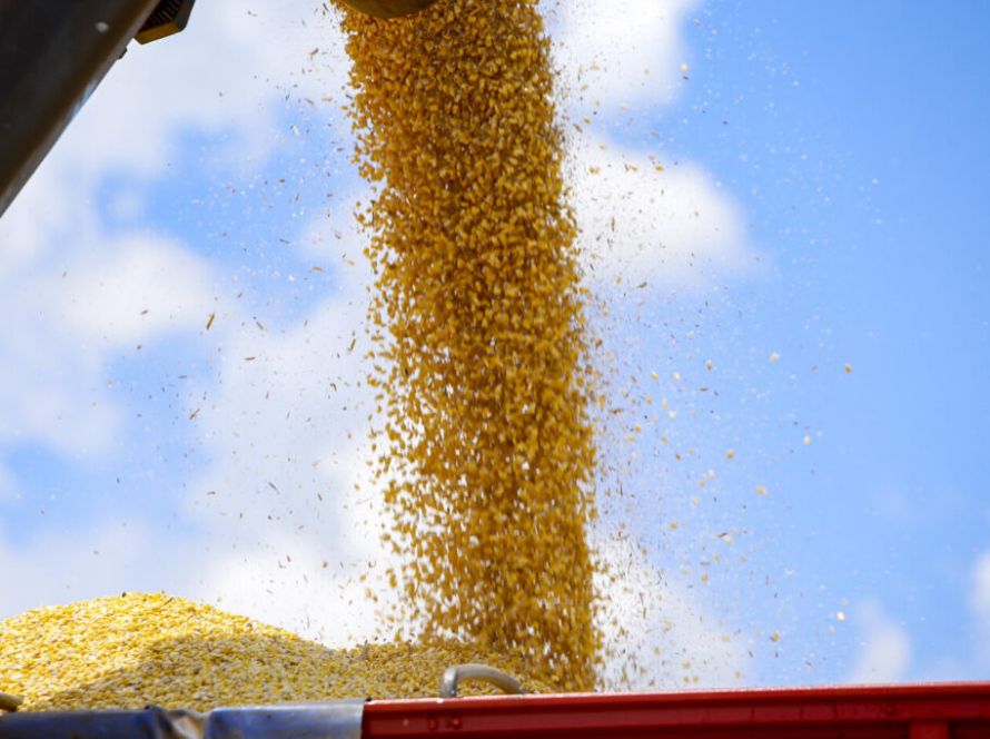 Câmbio e clima pressionam preços de milho e da soja no Brasil