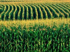 Céleres eleva previsão de safra de milho do Brasil; Imea faz ajuste positivo para MT