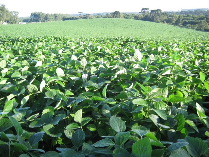 Cidasc divulga período do vazio sanitário e o calendário de semeadura da soja em Santa Catarina