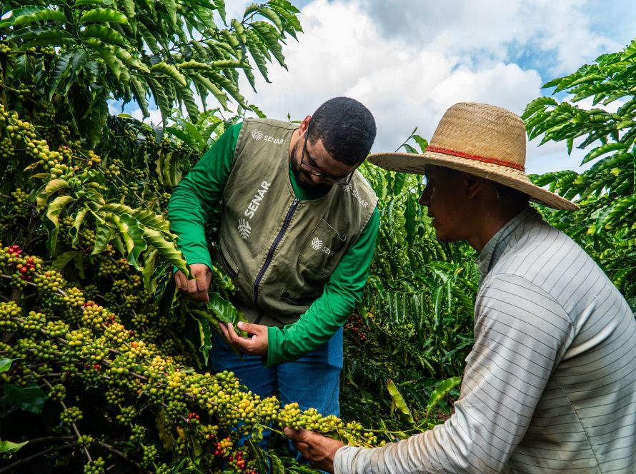 Com apoio do Senar/MT, cafeicultores de Juína melhoram a produção e enxergam novos caminhos no campo
