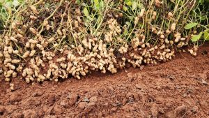 Com mercado promissor e rentabilidade cultivos especiais entram no radar do agro de Mato Grosso
