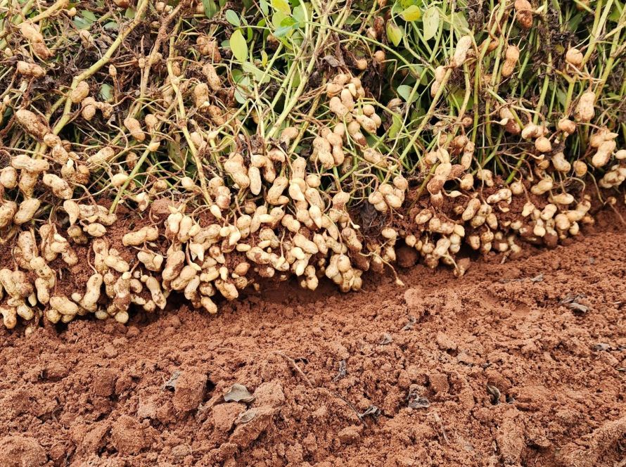 Com mercado promissor e rentabilidade cultivos especiais entram no radar do agro de Mato Grosso