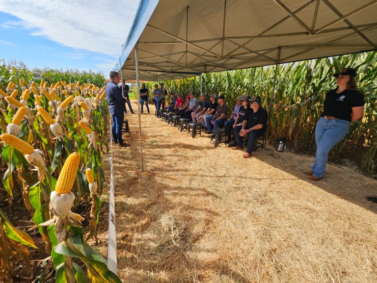 Copagril apresenta novos híbridos ao público do Dia de Campo Milho Safrinha