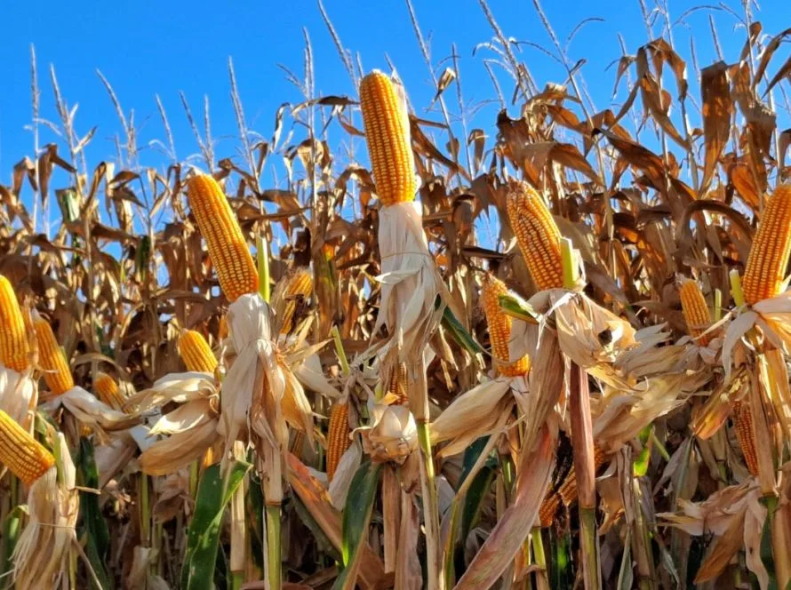 Copagril realiza Dia de Campo Milho Safrinha