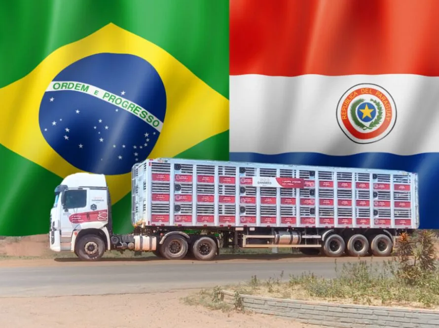 DanBred Brasil fortalece presença no Paraguai com nova exportação e parceria estratégica