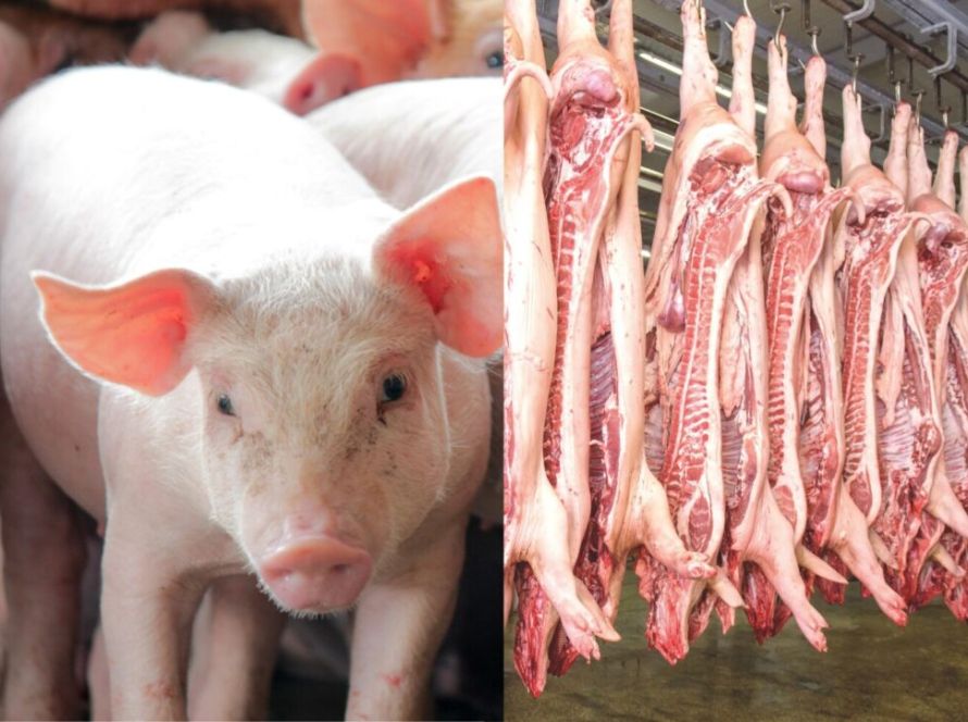 Exportações de carne suína batem recorde em abril