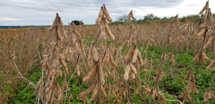 Exportações de produtos agropecuários atingem 46,8% do total das exportações em Minas Gerais