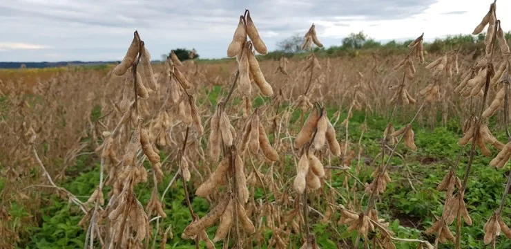 Exportações de produtos agropecuários atingem 46,8% do total das exportações em Minas Gerais