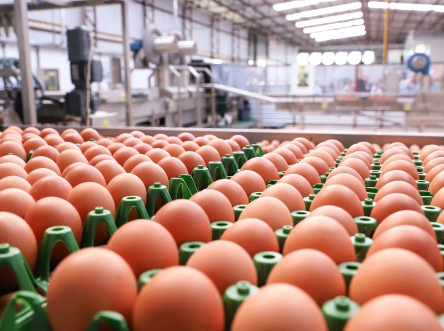 Forte demanda dos EUA mantém exportação brasileira de ovos em alta