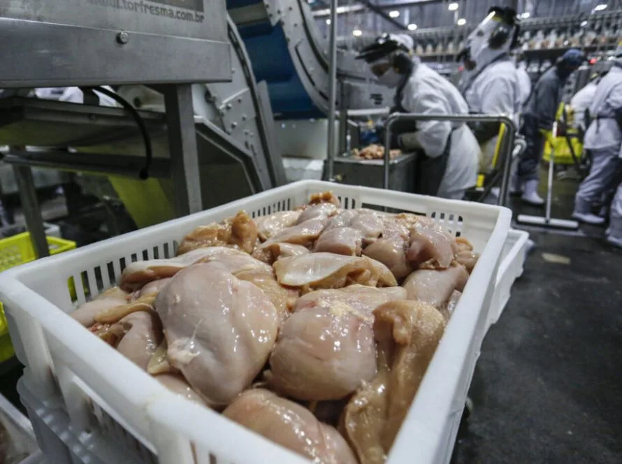 Gripe aviária trava exportações brasileiras: entenda por que países suspendem compra de frango