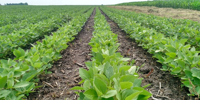 Mato Grosso aumentará em 1,67% área de soja em 2025/26, prevê Imea