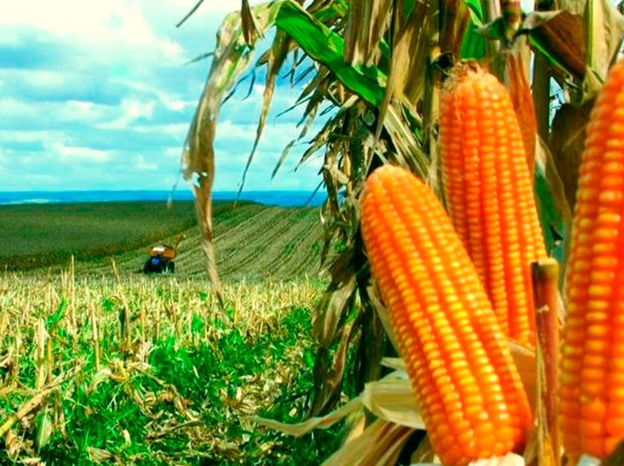 Milho 2ª safra: produzir um hectare custa R$ 4,4 mil, em Mato Grosso do Sul