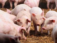 Novos investimentos impulsionam suinocultura de MS