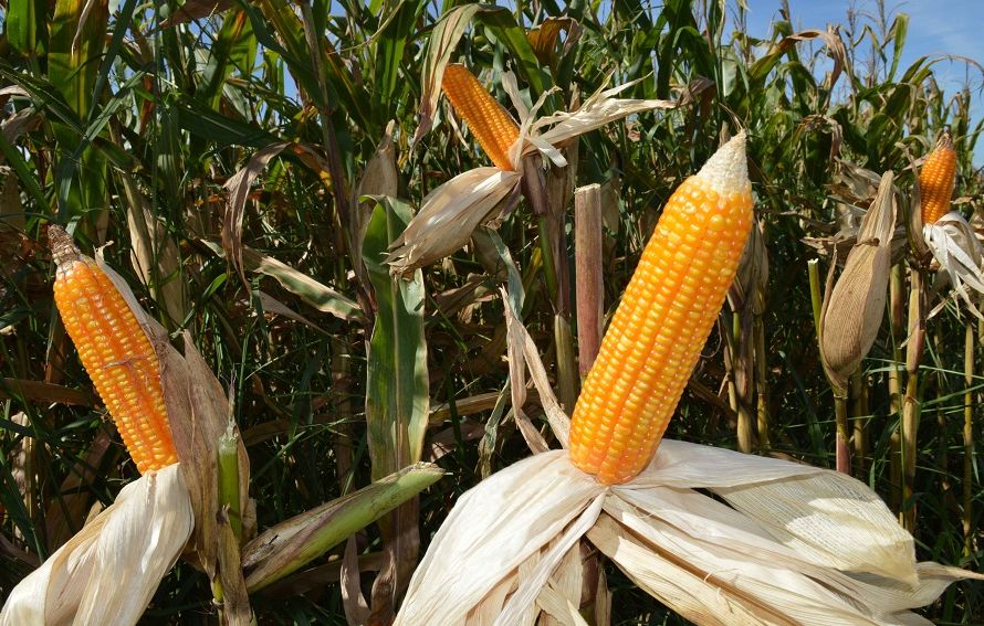Oferta elevada de milho mantém pressão sobre cotações