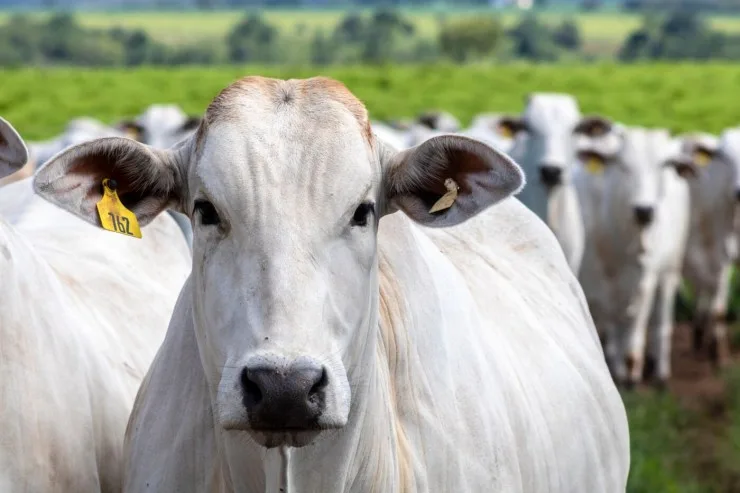 Preços do gado em Mato Grosso se aproximam dos de São Paulo