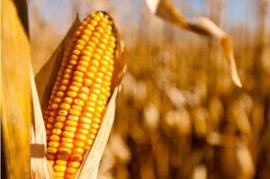 Produção de milho no Brasil deve atingir 131 milhões de toneladas e impulsiona cenário global de grãos