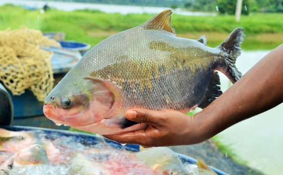 Rondônia mantém liderança na produção de peixes nativos mesmo com ritmo desacelerado