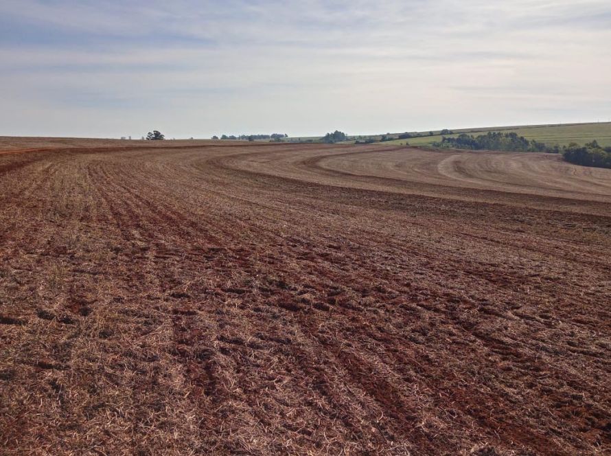 Vazio sanitário e calendário de semeadura de soja são definidos para safra 2025/2026