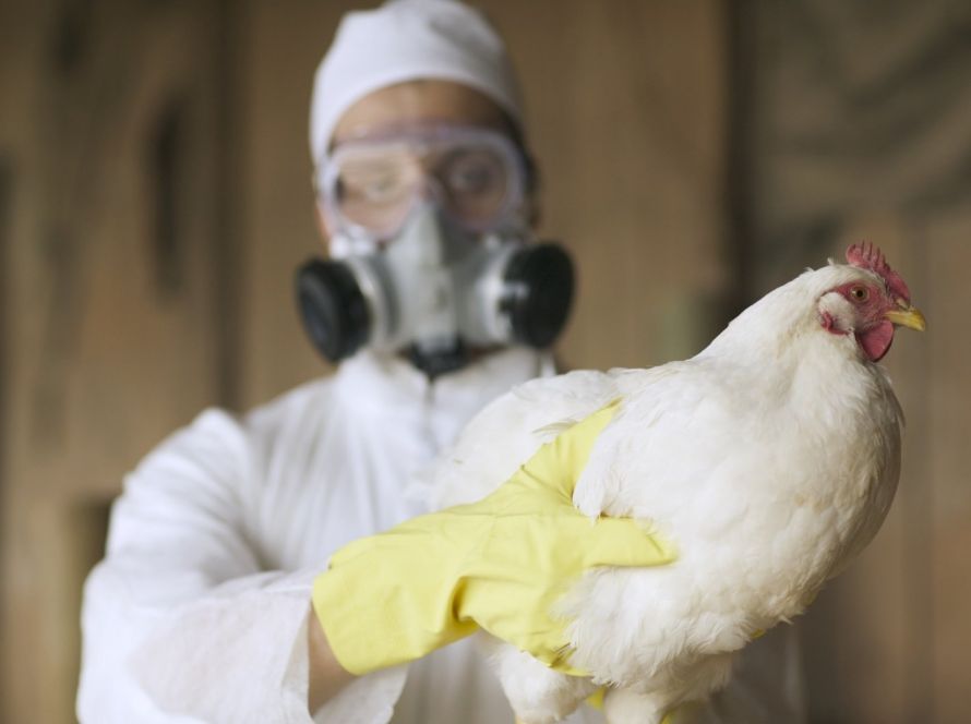 Agrodefesa confirma primeiro caso de gripe aviária em aves de subsistência em Goiás