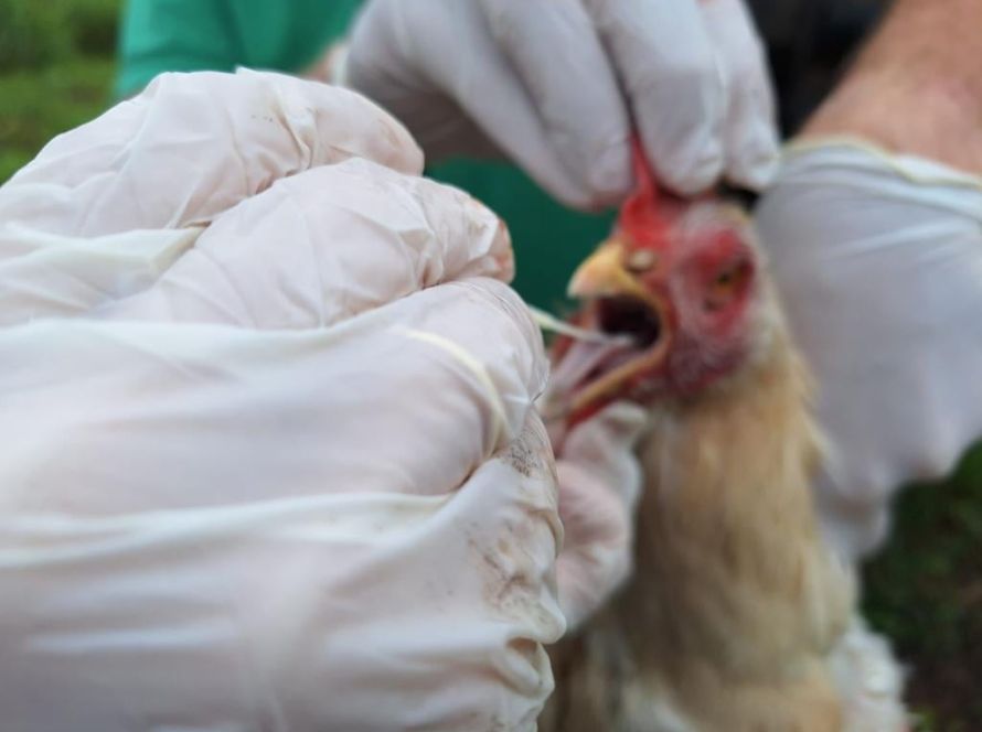 Agrodefesa informa que está investigando caso suspeito de gripe aviária em Goiás