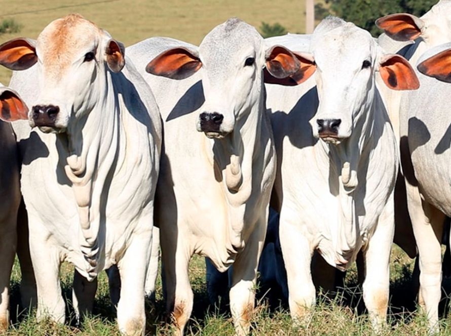 Agrodefesa prorroga até 15 de julho o prazo para declaração obrigatória de rebanho em Goiás