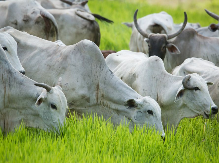 Agrodefesa prorroga até 25 de junho o prazo para vacinação obrigatória contra raiva dos herbívoros em Goiás