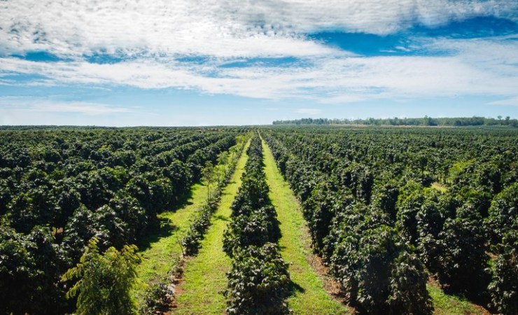 Aplicação do crédito rural da safra 2024/2025 somou R$ 330,9 bilhões