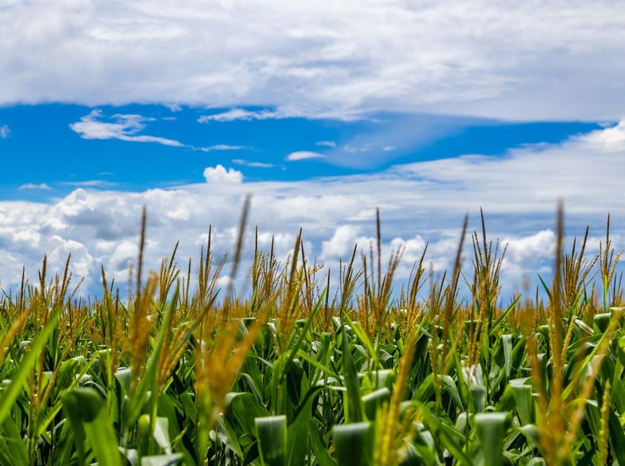 Aprosoja MT repudia a MP 1.303/2025 e se une à FPA e à Faep na defesa do financiamento do agro